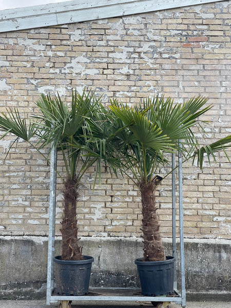 HØRPALME ‘Trachycarpus Fortunei’ / 190cm