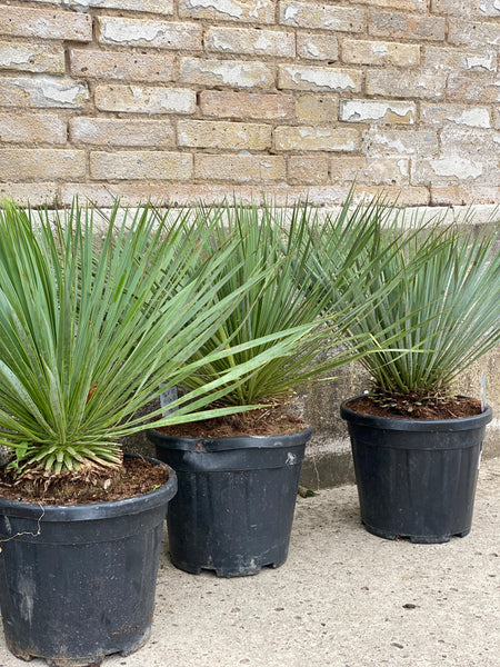 YUCCA ROSTRATA