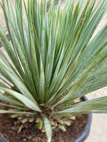YUCCA ROSTRATA