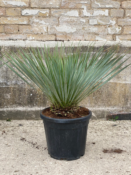 YUCCA ROSTRATA