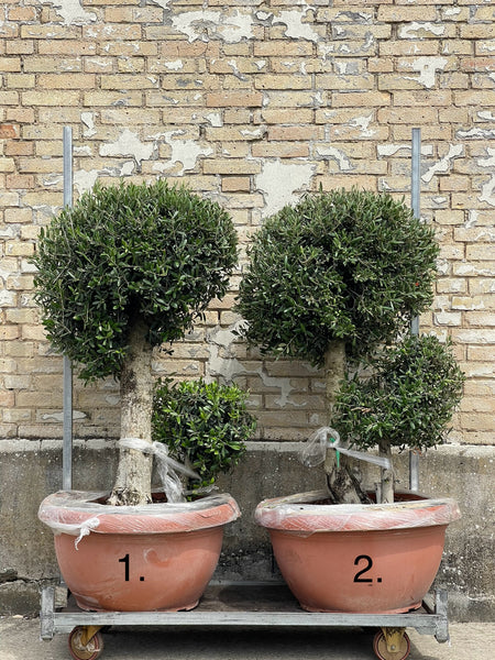 OLIVEN POM POM ‘BASSE’