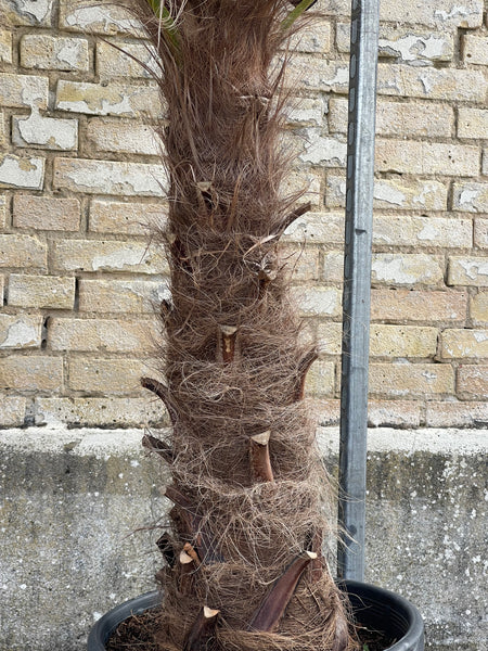 HØRPALME ‘Trachycarpus Fortunei’ / 190cm