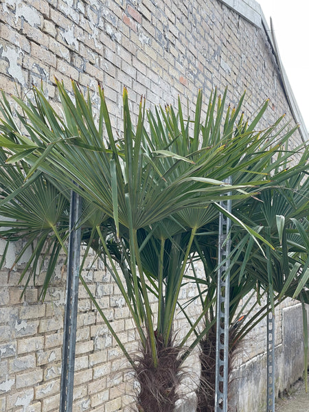 HØRPALME ‘Trachycarpus Fortunei’ / 190cm