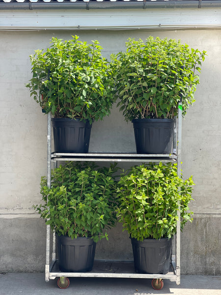 SYREN HORTENSIA BUSK 'Hydrangea Paniculata' Limelight