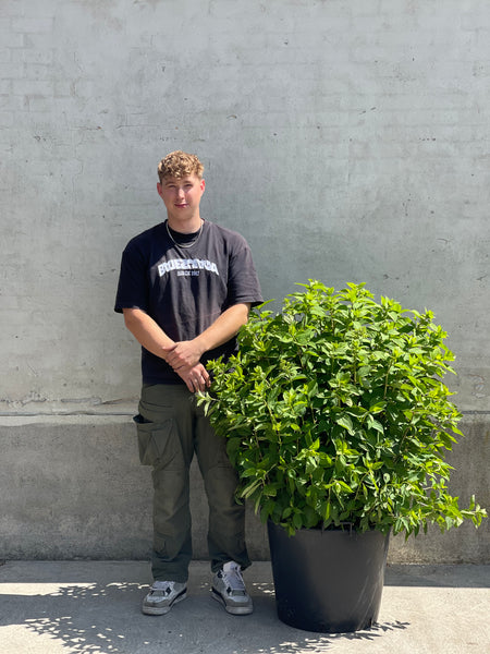 SYREN HORTENSIA BUSK 'Hydrangea Paniculata' Limelight