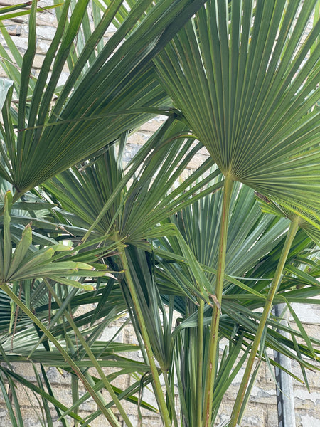 HØRPALME ‘Trachycarpus Fortunei’ / 190cm