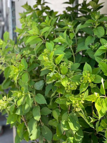 SYREN HORTENSIA BUSK 'Hydrangea Paniculata' Limelight