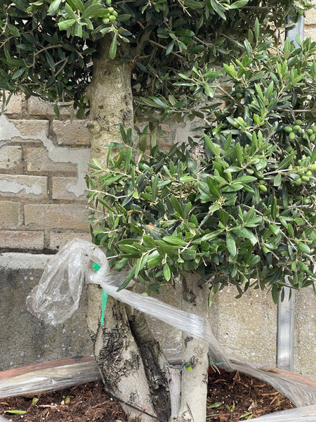 OLIVEN POM POM ‘BASSE’