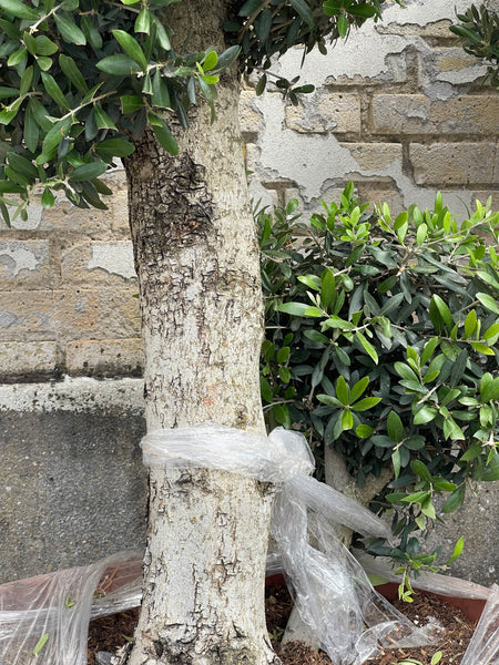 OLIVEN POM POM ‘BASSE’