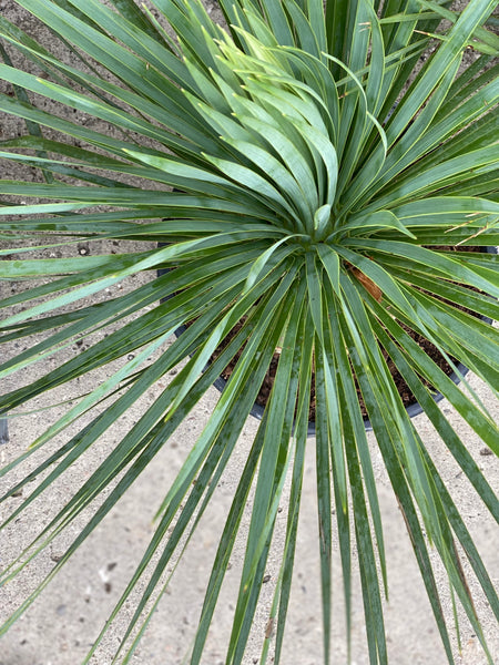 YUCCA ROSTRATA