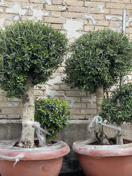 OLIVEN POM POM ‘BASSE’