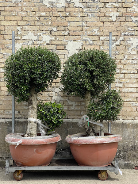 OLIVEN POM POM ‘BASSE’