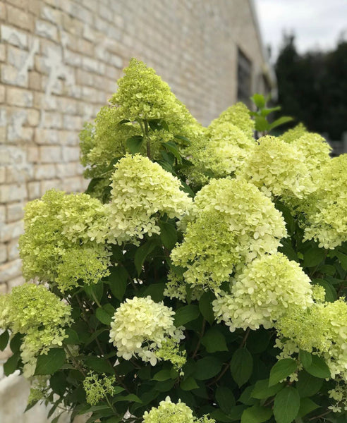 SYREN HORTENSIA BUSK 'Hydrangea Paniculata' Limelight