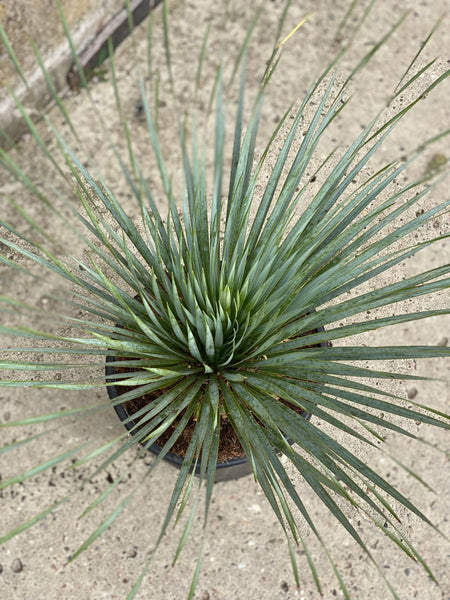 YUCCA ROSTRATA