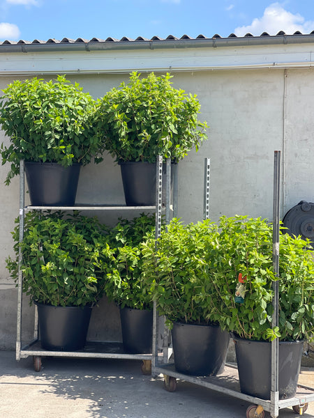 SYREN HORTENSIA BUSK 'Hydrangea Paniculata' Limelight