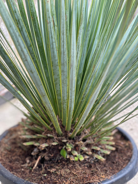 YUCCA ROSTRATA