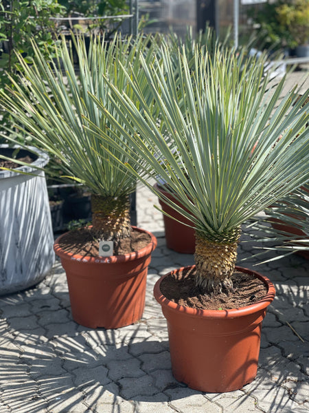 YUCCA ROSTRATA