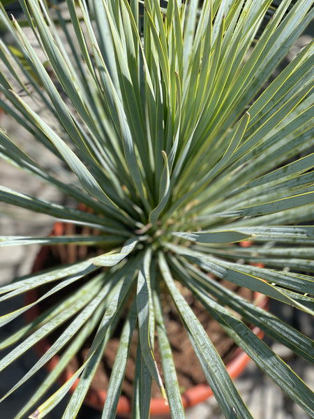 YUCCA ROSTRATA