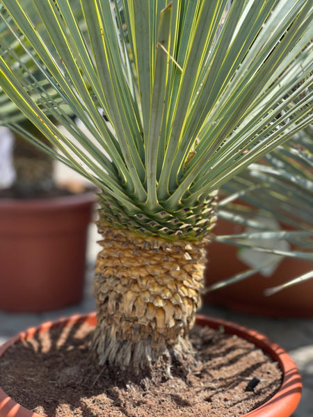 YUCCA ROSTRATA