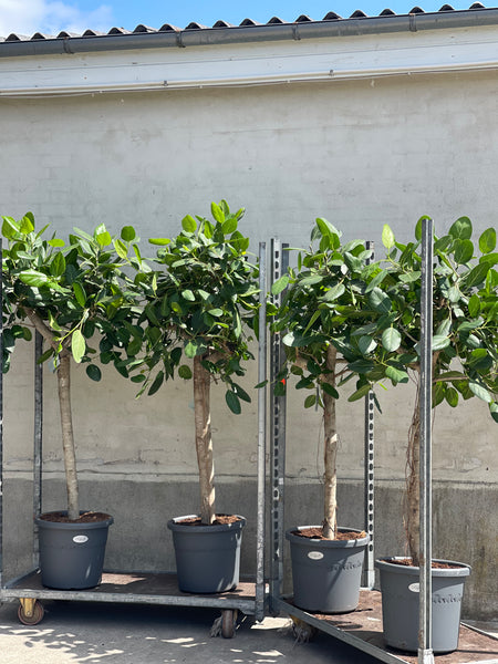 FICUS AUDREY / 180cm