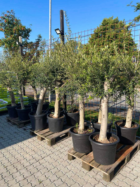 OLIVEN BESTSELLER / 160cm