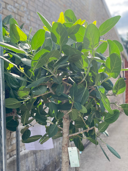 FICUS AUDREY / 180cm