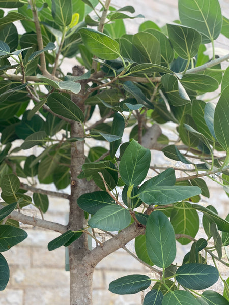 FICUS AUDREY / 180cm