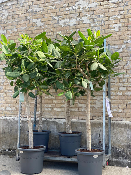 FICUS AUDREY / 180cm