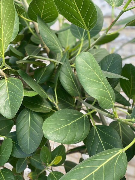 FICUS AUDREY / 180cm