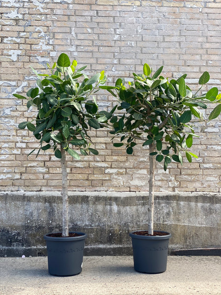 FICUS AUDREY / 180cm