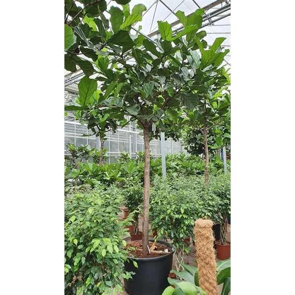 VIOLINFIGEN 'Ficus Lyrata' opstammet / Flere størrelser