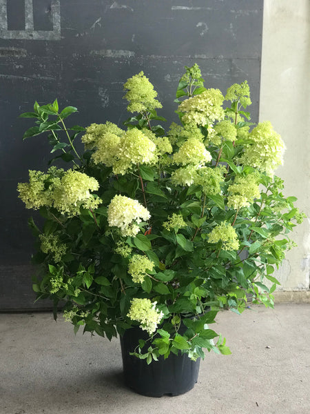 SYREN HORTENSIA BUSK 'Hydrangea Paniculata' Limelight