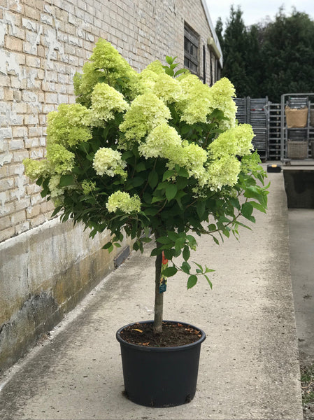 SYREN HORTENSIA 'Hydrangea Paniculata' Limelight - flere størrelser