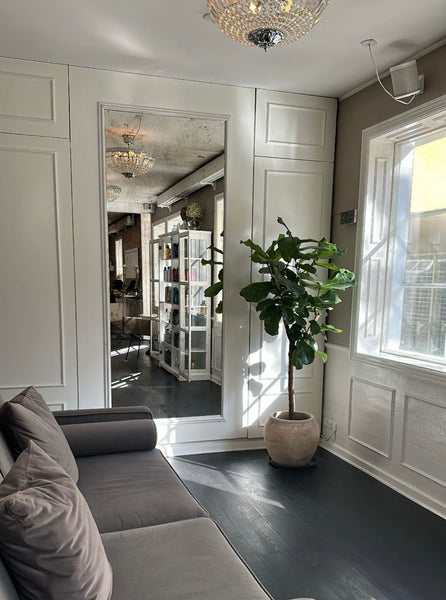 VIOLINFIGEN 'Ficus Lyrata' opstammet / Flere størrelser