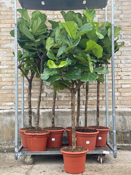 VIOLINFIGEN 'Ficus Lyrata' opstammet / Flere størrelser