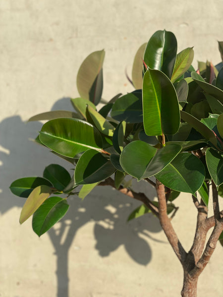 GUMMITRÆ ‘Ficus Elastica Robusta’ / 190cm