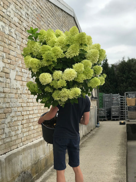 SYREN HORTENSIA 'Hydrangea Paniculata' Limelight - flere størrelser