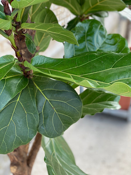 VIOLINFIGEN 'Ficus Lyrata' opstammet / Flere størrelser