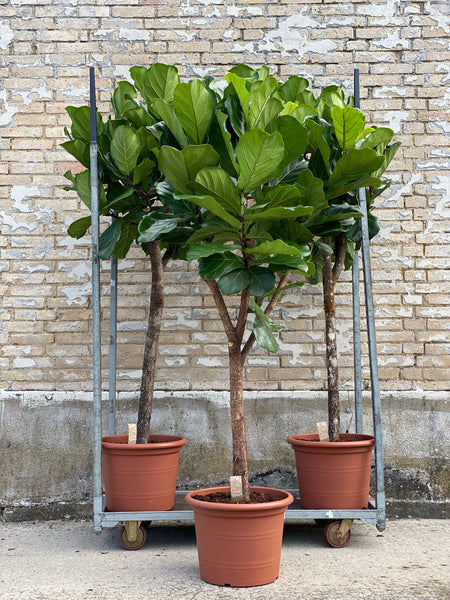 VIOLINFIGEN 'Ficus Lyrata' opstammet / Flere størrelser