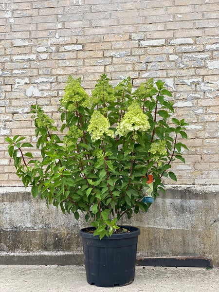 SYREN HORTENSIA BUSK 'Hydrangea Paniculata' Limelight