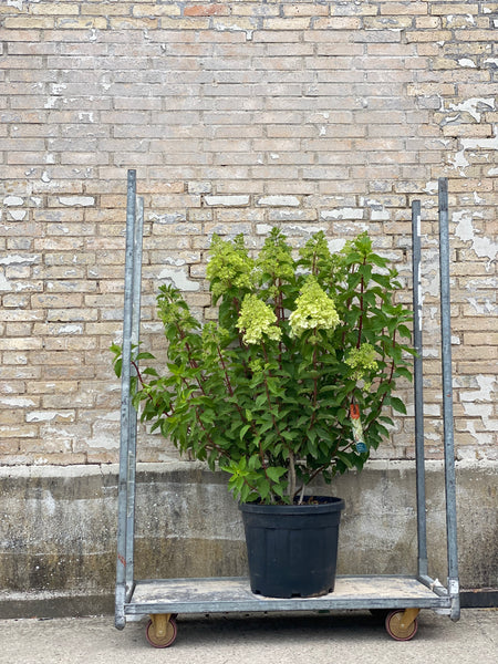 SYREN HORTENSIA BUSK 'Hydrangea Paniculata' Limelight