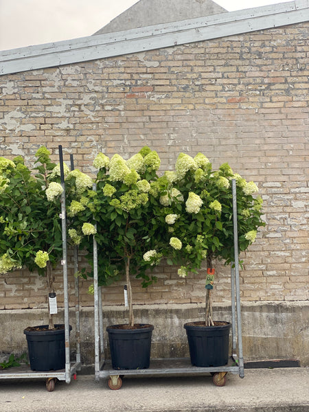 SYREN HORTENSIA 'Hydrangea Paniculata' Limelight - flere størrelser