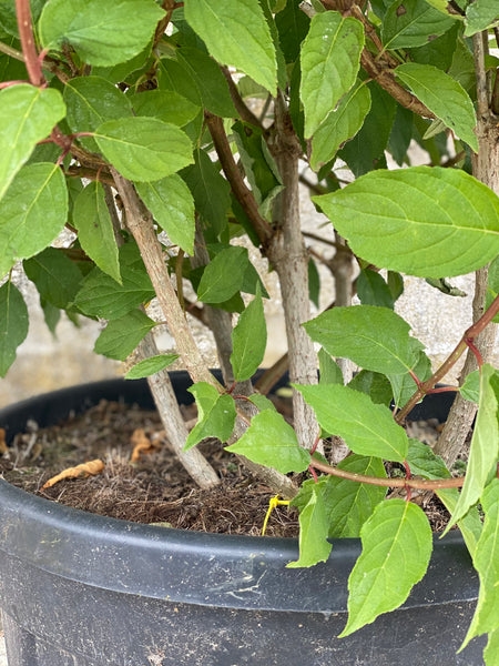 SYREN HORTENSIA BUSK 'Hydrangea Paniculata' Limelight
