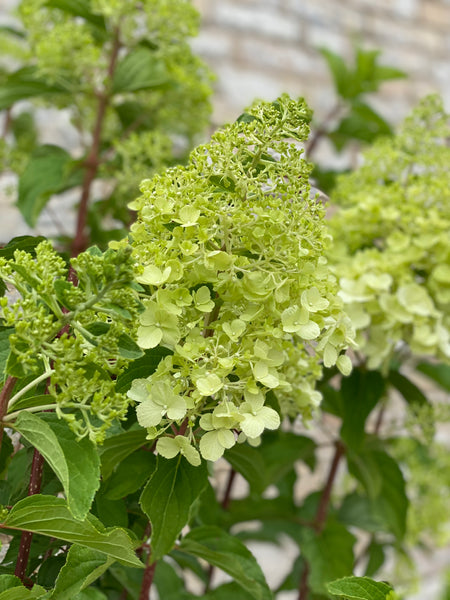 SYREN HORTENSIA BUSK 'Hydrangea Paniculata' Limelight