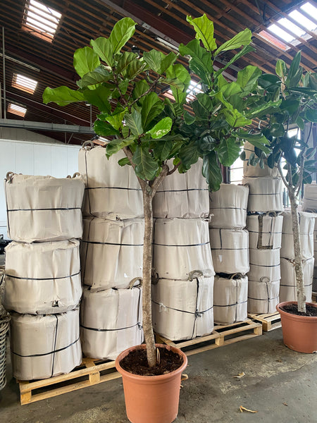 VIOLINFIGEN 'Ficus Lyrata' opstammet / Flere størrelser