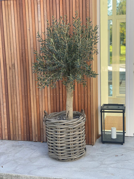 OLIVEN BESTSELLER / 160cm