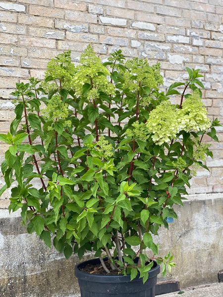 SYREN HORTENSIA BUSK 'Hydrangea Paniculata' Limelight