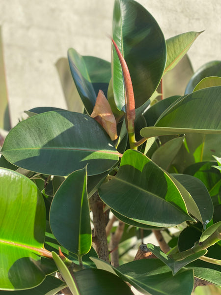 GUMMITRÆ ‘Ficus Elastica Robusta’ / 190cm