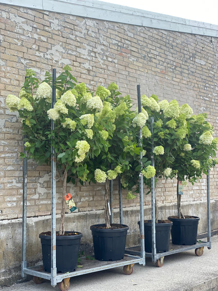 SYREN HORTENSIA 'Hydrangea Paniculata' Limelight - flere størrelser