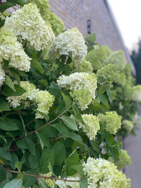 SYREN HORTENSIA 'Hydrangea Paniculata' Limelight - flere størrelser